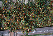 Cotoneaster dammeri Felsenmispel