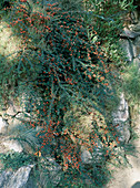 Cotoneaster horizontalis