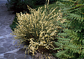 Cytisus x Praecox