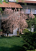 Tamarix ramossima 'Pink Cascade' (Tamarisk)