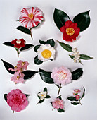 Camellia JAPONICA 'Ezo Nishiki' 'Tinsie' 'Ima Kumagai' 'Fuji'
