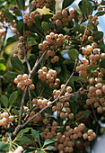 Enkianthus campanulatus