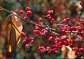 Euonymus hamiltonianus var.