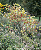 Euonymus europaeus