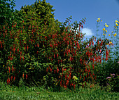 Fuchsia magellanica 'Gracilis'