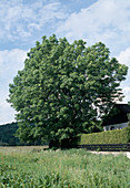 Fraxinus excelsior