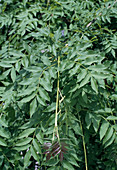 Fraxinus excelsior 'Pendula'