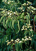 Heptacodium miconioides