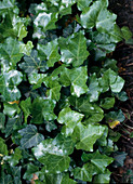 Hedera helix