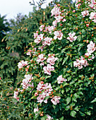 Hibiscus syriacus 'Speciosus'