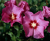 Hibiskus syriacus