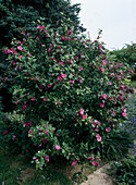 Hibiscus syriacus 'Russian Violet'