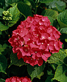 Hydrangea macrophylla