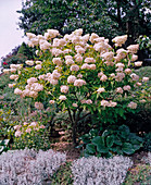 Hydrangea paniculata 'Grandiflora'