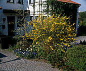 Kerria japonica 'Pleniflora'