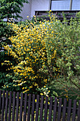 Kerria japonica