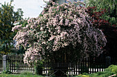 Kolkwitzia amabilis (Permut shrub)