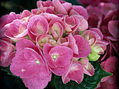 Hydrangea macrophylla