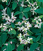 Lonicera tatarica