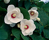 Magnolia sieboldii