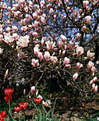 Magnolia x soulangiana