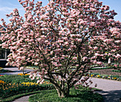 Magnolia x Soulangiana