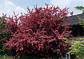 Malus x purpurea