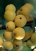 Malus 'Golden Hornet'