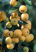 Malus 'Golden Hornet'