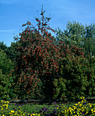 Malus