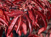 Oxydendrum arboreum (Syn-Andromeda)