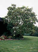 Catalpa bignoides (trumpet tree) with fruit clusters