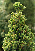 Picea glauca 'Conica'