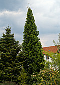 Picea excelsa 'Cupressima'