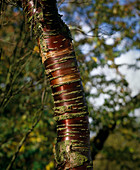 Prunus serrula