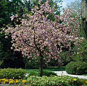 Prunus 'Shidare Zakura'