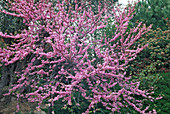 Prunus 'Shidare Zakura' (Clove Cherry)
