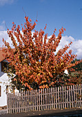 Prunus serrulata 'Kanzan'