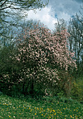 Prunus spinosa 'Rosea'