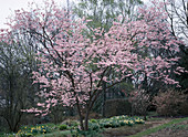 Prunus sagentii X subhirtella