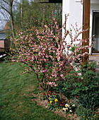 Prunus triloba