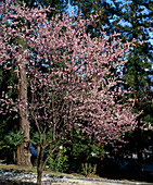 Prunus x amygdalo-persica 'Pollardii' (Mandelpfirsich)