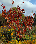 Prunus Sargentii (Herbstfärbung)