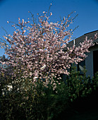 Prunus subhirtella 'Plena'