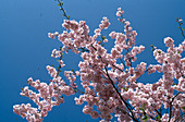 Prunus subhirtella