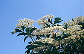 Sambucus nigra