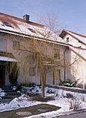 Salix alba 'Tristis' in winter