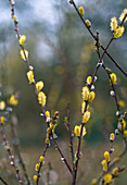 Salix repens