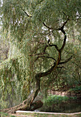 Salix Alba 'Tristis'