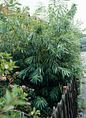 Salix sachalinensis 'Sekka'